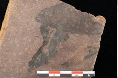 Foto (Detailsansicht) von Fagus feroniae Unger (NHMW-GEO-2024-0188-0982)